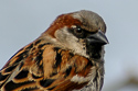 Hoouse Sparrow