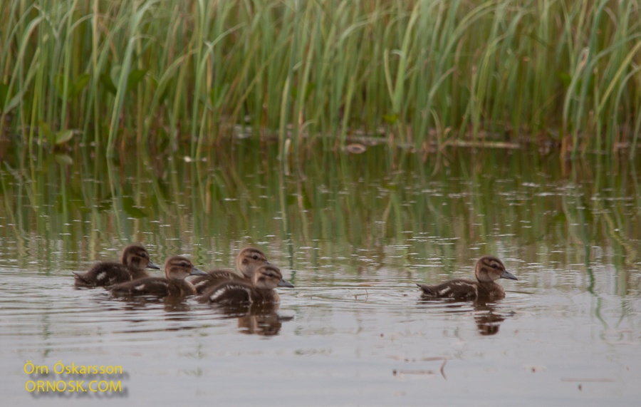 Pintail chicks in Nature Reserve in Flói