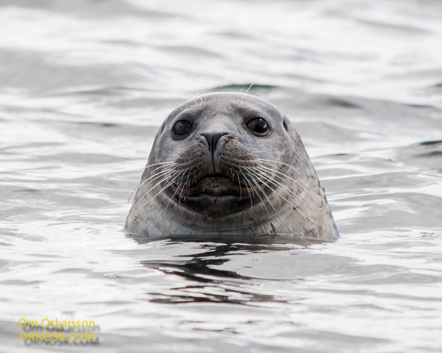 Landselur - Harbour Seal - Phoca vitulina