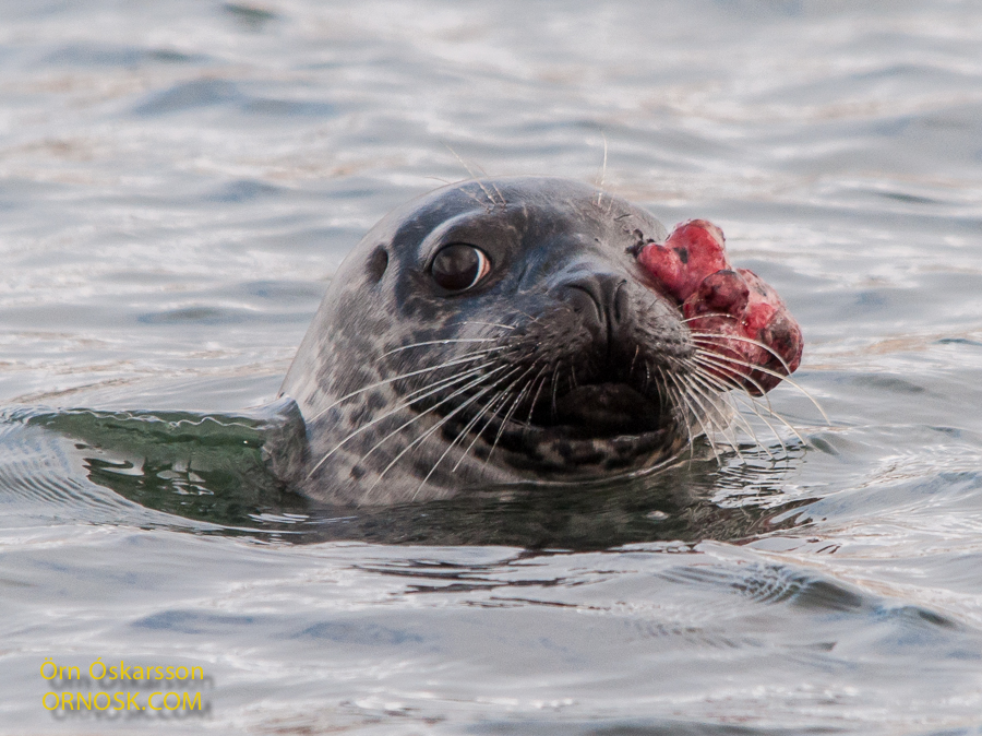 the Harbour Seal (Phoca vitulina)