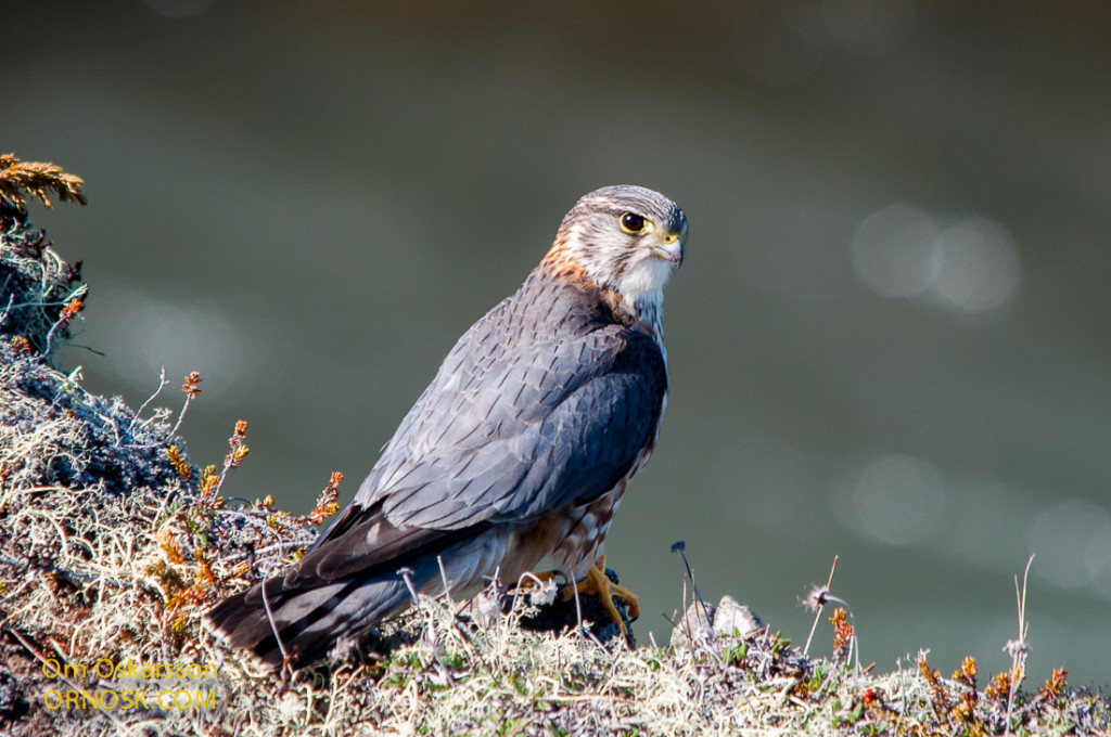 Smyrill - Merlin - Falco columbarius (male)