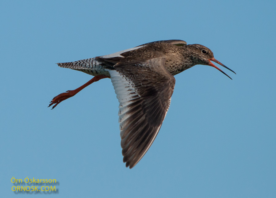 Redshank flying