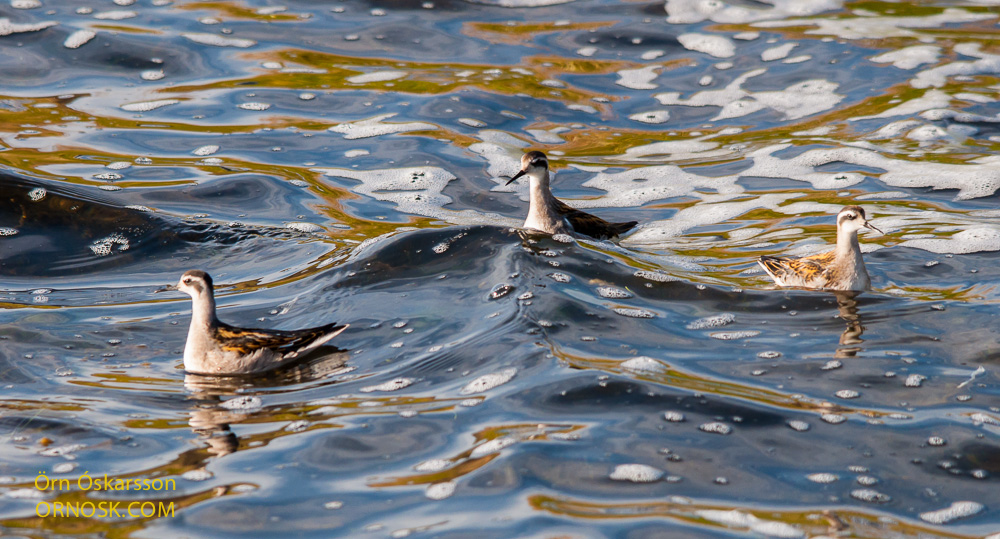 Red-necked Phalarope,  in August