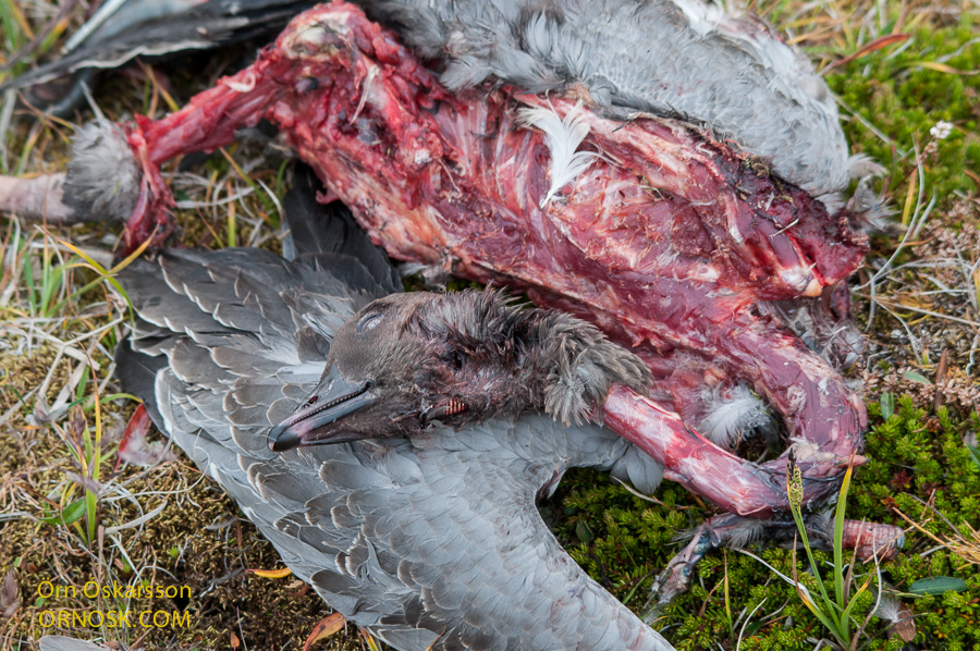The remains of a Pink-footed Goose