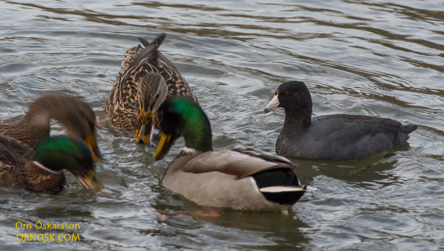 In a group of Mallards
