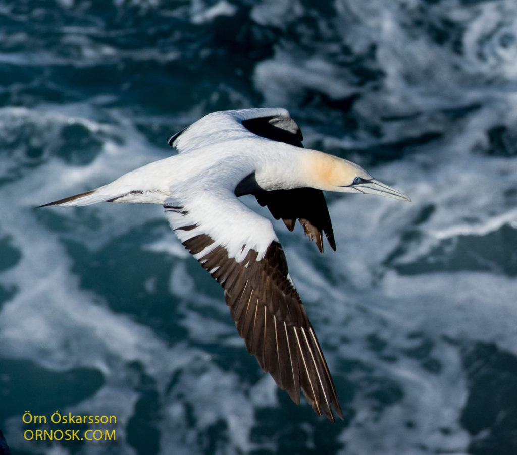 Súla - Northern Gannet - Morus bassanus 