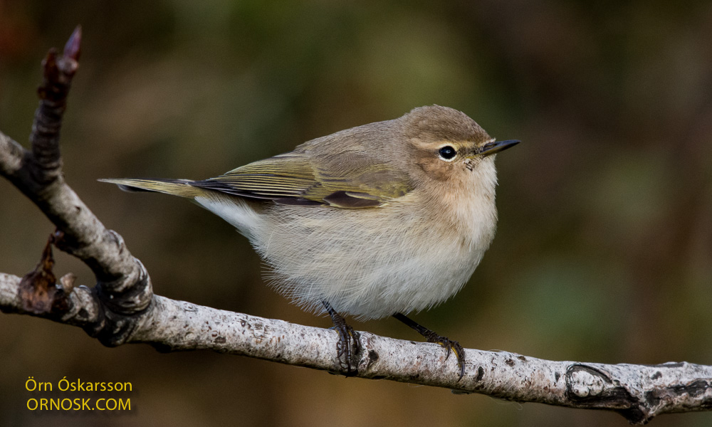Gransöngvari – Common Chiffchaff – Phylloscopus collybita