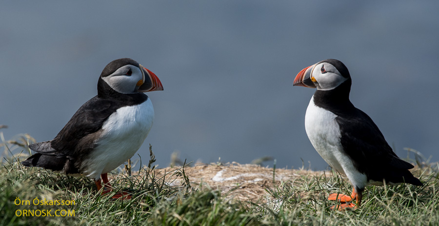 Puffins in Iceland  Borgarfjörður eystri