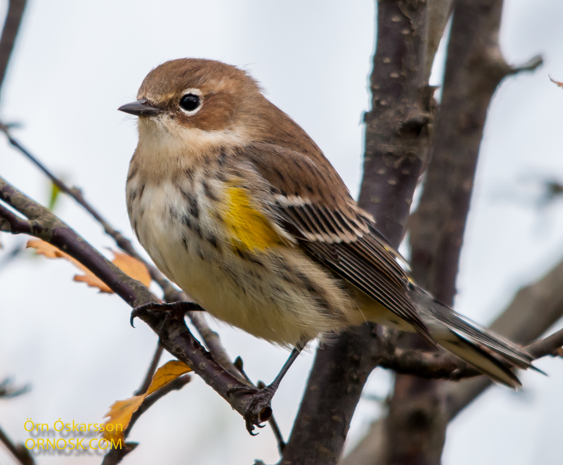 February | 2015 | ORNOSK – birds, landscape, weather