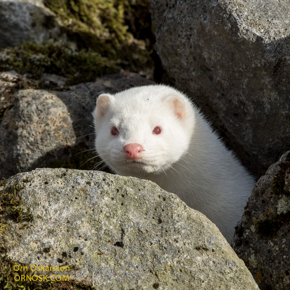 White Mink Animal