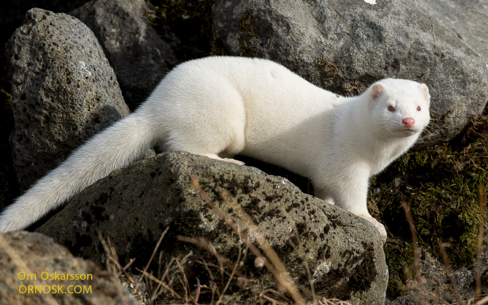 Белая норка животное фото