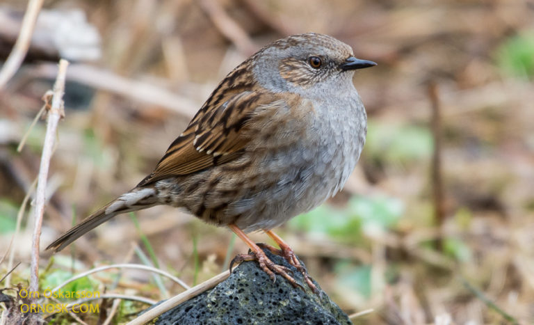 Little Brown Bird ORNOSK Birds Landscape Weather   Runntitla 3 768x467 