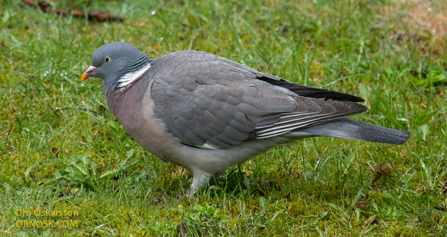 A big garden bird | ORNOSK – birds, landscape, weather