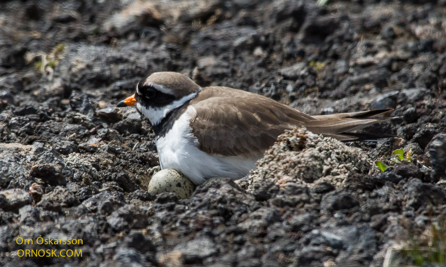 Charadrius Dubius. The Nest Of The Little Ringed Plover In Nature. Stock  Photo, Picture and Royalty Free Image. Image 109034330.