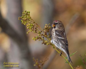 ORNOSK – birds, landscape, weather | Enjoy nature with us